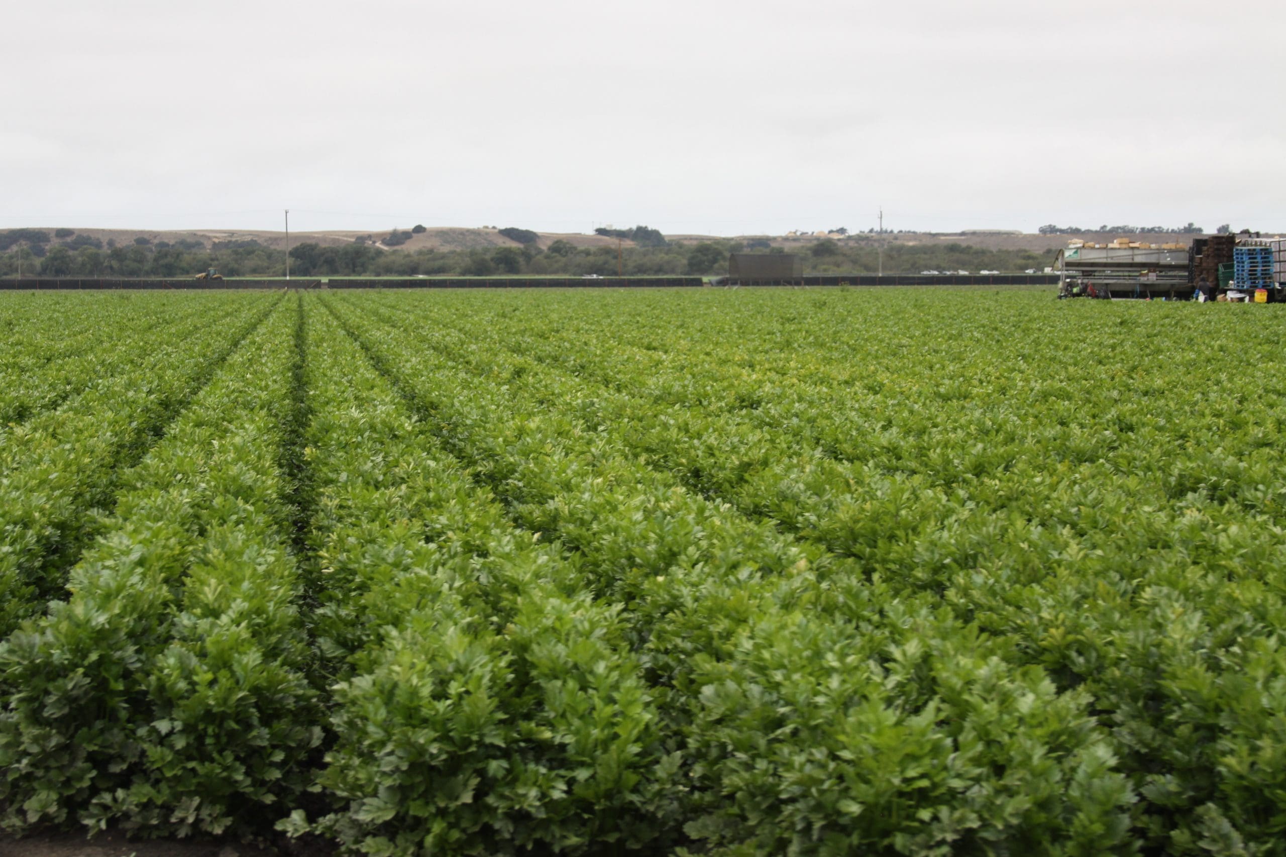 Services Premier Packing